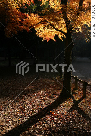 紅葉　いっぽんだけ 373030
