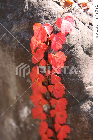 紅いツタの葉っぱ 紅いツタの葉っぱ 373031