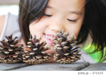 まつぼっくり 373325