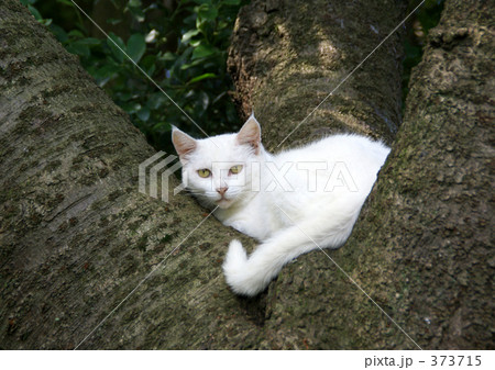 野生のネコ 373715