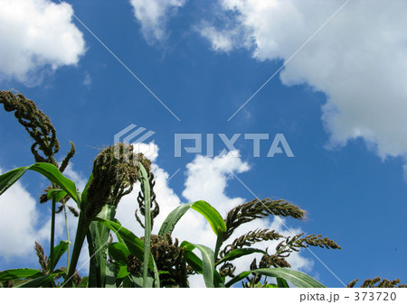 ヒエと夏空 373720