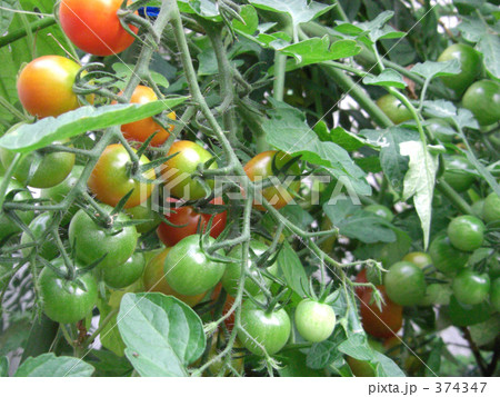 ミニトマト栽培 374347