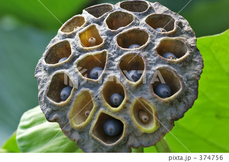 大賀ハスの花托 374756