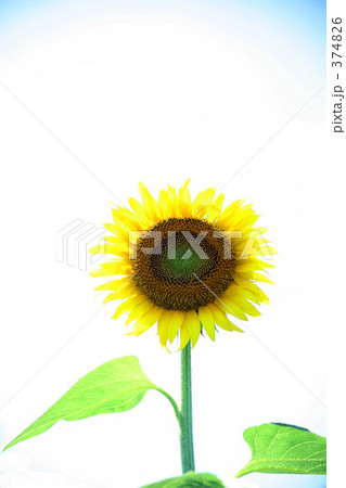 ひまわり 374826