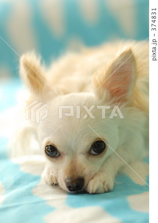 白い犬 05 白い犬 05 374831