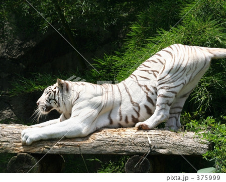 ホワイトタイガー 375999