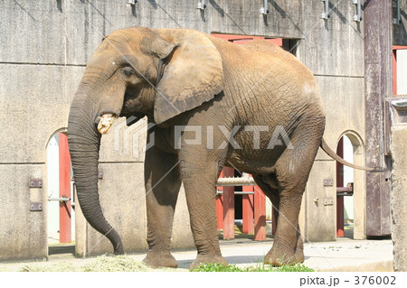 アフリカゾウ 376002