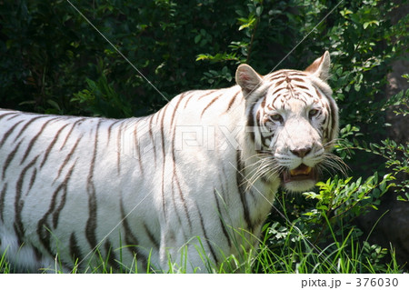 ホワイトタイガー 376030