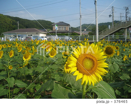 ひままり 376465