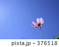 青空とコスモス 376518