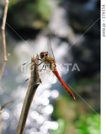 渓流のアカトンボ 376558