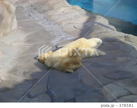 寝ている白熊 寝ている白熊 376581