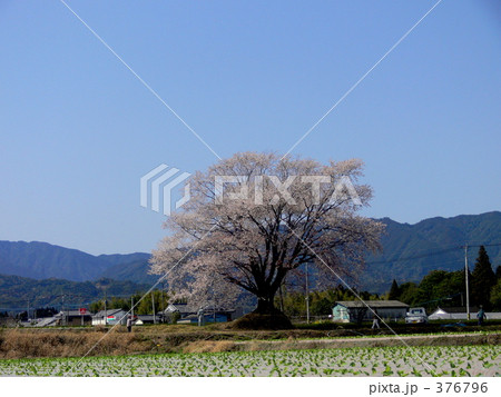 大坪の一本桜 大坪の一本桜 376796