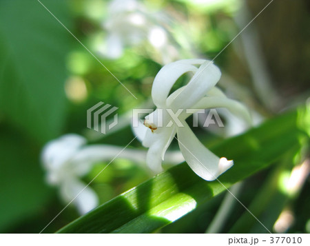 可憐なフウラン 可憐なフウラン 377010