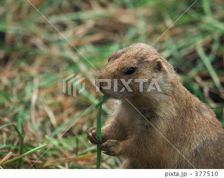 オグロプレーリードック オグロプレーリードック 377510