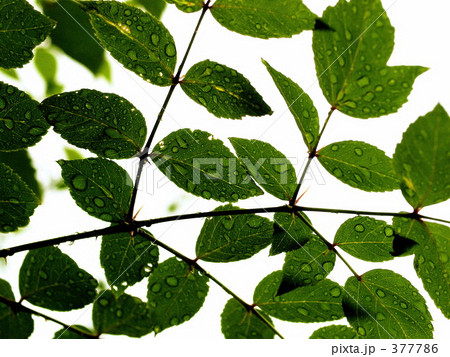 葉っぱ 377786