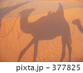 砂漠 377825