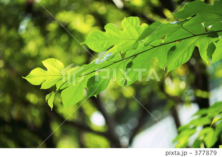 Green Leaves 377879