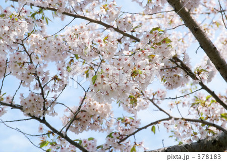 青葉ヶ丘公園 378183