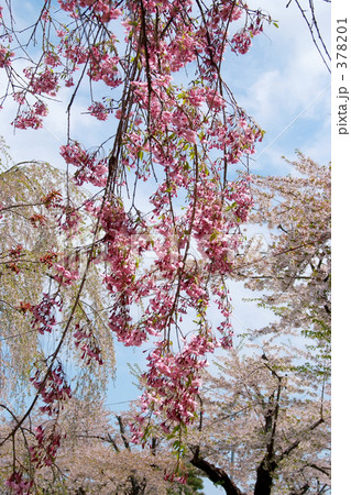 青葉ヶ丘公園 378201
