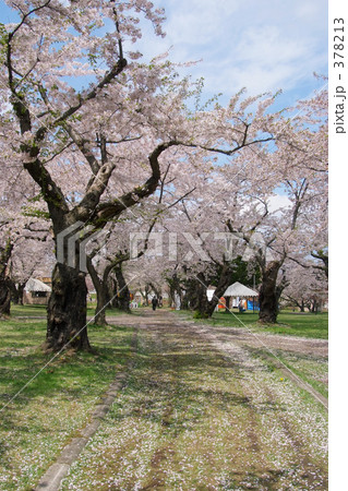 青葉ヶ丘公園 378213