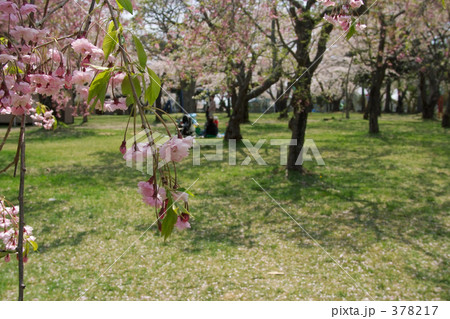 青葉ヶ丘公園 378217
