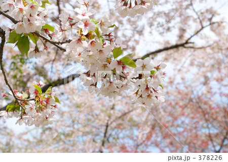 青葉ヶ丘公園 378226