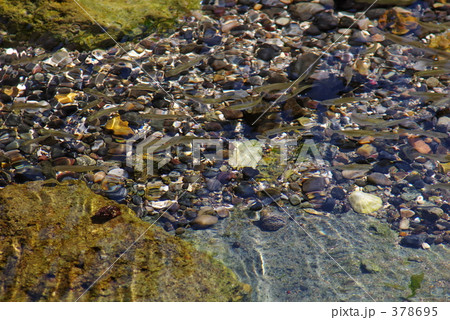 稚魚の群 378695
