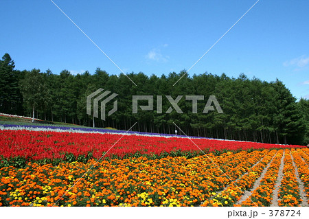 北海道の花畑 378724