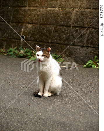 あっかんべーするネコ 378774