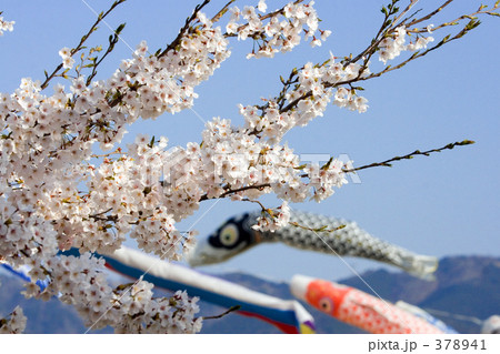 桜と鯉のぼり 桜と鯉のぼり 378941