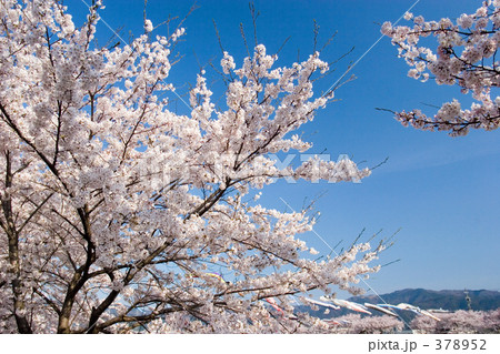 桜日和 378952