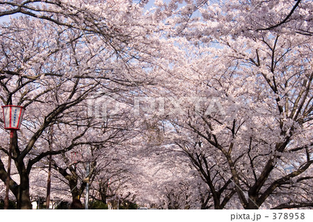 桜のトンネル 桜のトンネル 378958