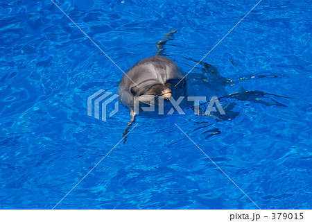 イルカ イルカ 379015