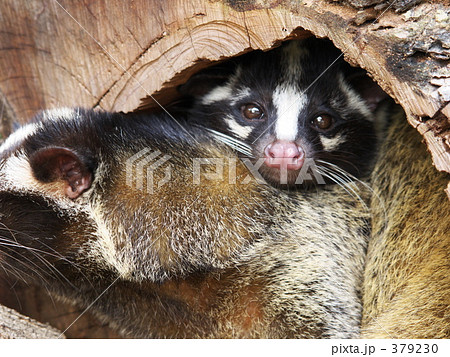 ハクビシン 379230