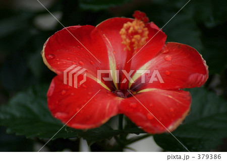 ハイビスカス ハイビスカス 379386