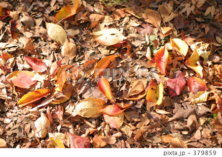 落葉 379859