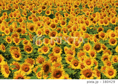 ひまわり畑 380429