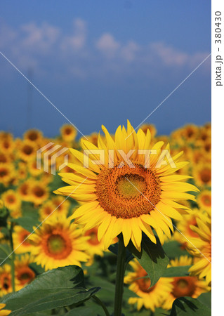 ひまわり畑 380430