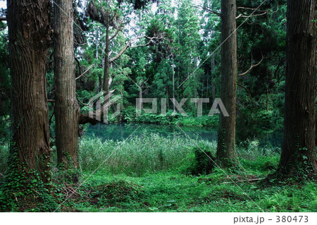 滝の頭（たきのがしら）湧水池－０４ 380473