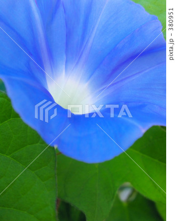 涼しげな朝の顔 380951