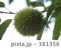 栗 381356