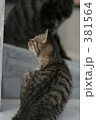 猫 381564