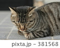 ネコ 381568