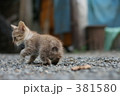 ネコ 381580