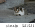ネコ 381581