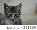 ネコ 381600