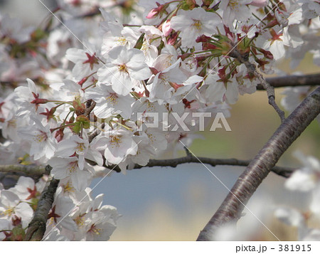 桜の写真 381915