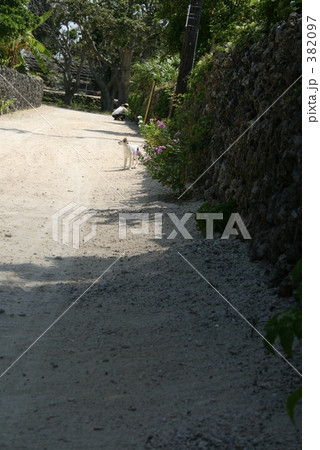 のどかな小道 382097