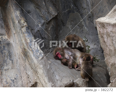 ニホンザル 382272